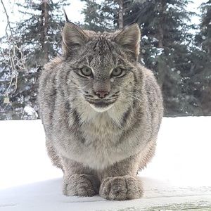 Meet your Posher, Barry